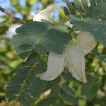 Sesbania grandiflora Blüte