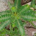 Phyllanthus niruri 葉