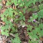 Geranium purpureum葉