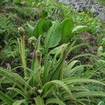 Saussurea chrysotricha Hábito