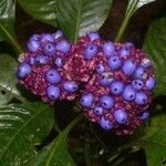 Psychotria guapilensis Fruit