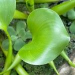 Pontederia crassipes Leaf