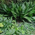 Aspidistra elatiorList