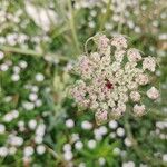 Daucus rouyiBlomma