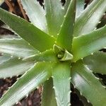 Dyckia brevifolia Лист