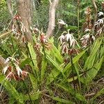 Calanthe tankervilleae موطن