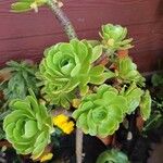 Aeonium arboreum पत्ता