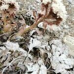 Petasites paradoxus Blatt