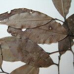 Lecythis confertiflora ᱮᱴᱟᱜ