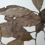 Lecythis confertiflora Otro