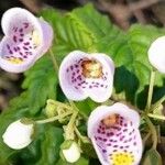 Jovellana punctata Flower