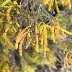 Arthrocnemum macrostachyum Likasa
