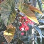 Begonia aconitifolia Květ