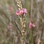 Onobrychis arenaria Flor