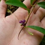 Anthurium scandens Fruto