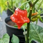 Capsicum baccatumHedelmä