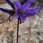 Campanula lingulata Flower