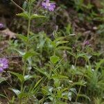 Epilobium duriaei Pokrój