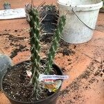 Cylindropuntia whipplei Foglia