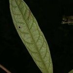 Aniba guianensis برگ