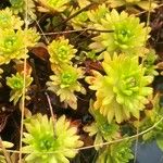 Saxifraga exarata Liść