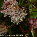 Cuscuta epithymum Çiçek