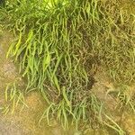 Campyloneurum angustifolium Yaprak