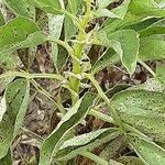 Vicia faba عادت