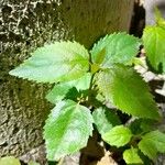 Aristotelia chilensis Blad