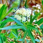 Baccharis salicifolia Flower