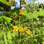 Senna hebecarpa 花