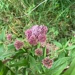 Eupatorium cannabinumKwiat