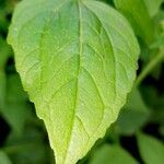 Galinsoga parviflora Leaf