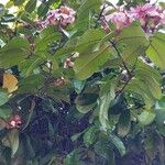 Strophanthus gratus Hoja