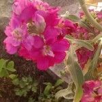 Matthiola incana Kwiat