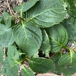 Hydrangea arborescensLeaf