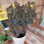 Oxalis hedysaroides Leaf