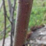 Prunus persica Bark
