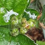 Rubus pruinosus പുഷ്പം