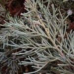 Juniperus scopulorum Yaprak