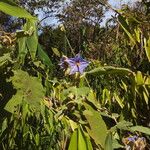 Solanum crinitum Habitus