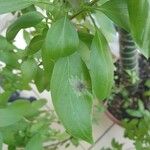 Ocimum americanumList