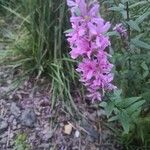 Lythrum virgatumFlower