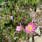 Rosa seraphinii Fula