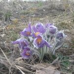 Pulsatilla patens Blomma