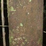Pouteria reticulata Corteza