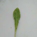 Crepis suffreniana Leaf