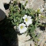 Cerastium latifolium Květ