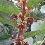 Theobroma grandiflorum Flor