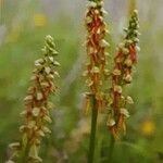 Orchis anthropophora অভ্যাস